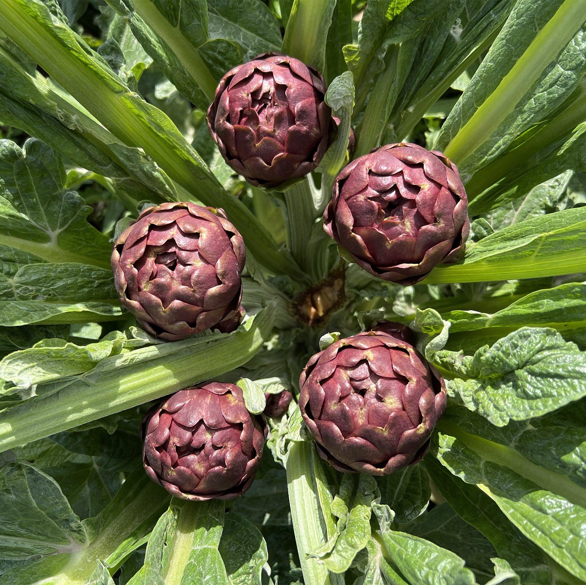 5 teste di carciofo viste dall'alto