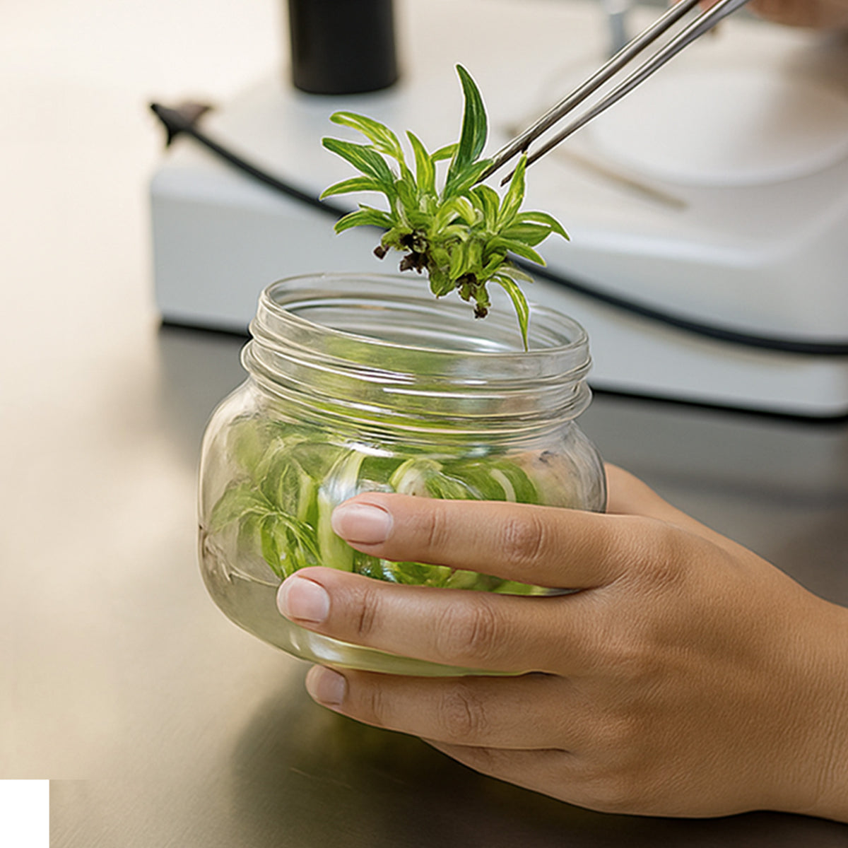 una mano estrae da un barattolo delle piccole piante 