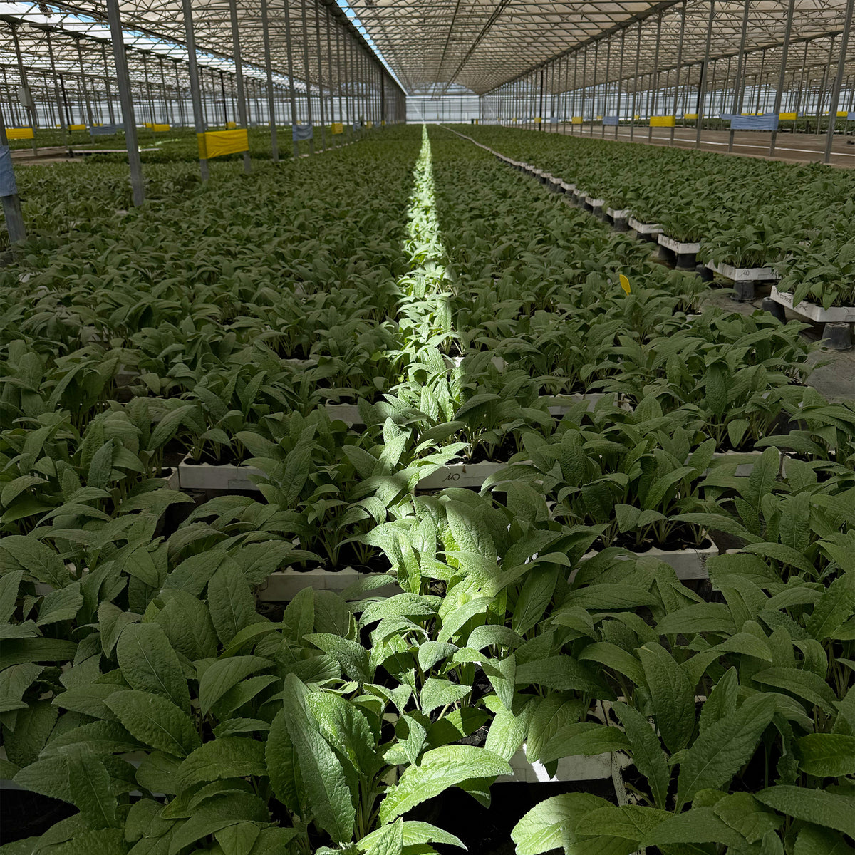 vivaio in prospettiva con luce centrale